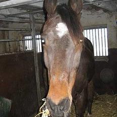 Traver Owens Rødbylund (aflivet)