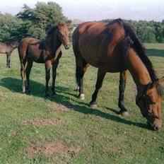 Anden særlig race **Fru Nielsen** (SOLGT)