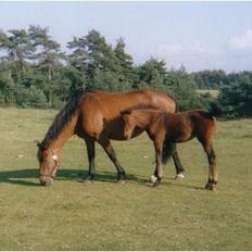 Anden særlig race **Fru Nielsen** (SOLGT)
