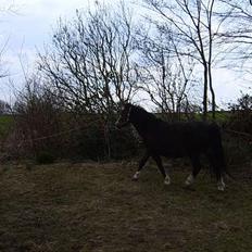 Welsh Mountain (sec A) Fronllwyd Nerys ¤R.I.P.¤