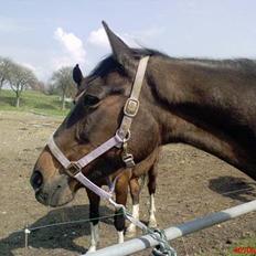Traver Hilde Knab †060706†
