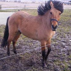 Anden særlig race Kalif