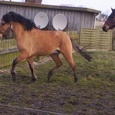 Anden særlig race Kalif