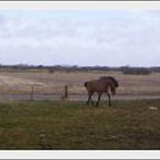 Anden særlig race Kalif