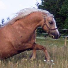 Welsh Pony (sec B) Meadows Sugar Pink