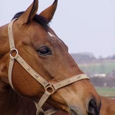 Dansk Varmblod Møllens Lady Like