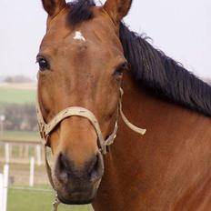 Dansk Varmblod Møllens Lady Like