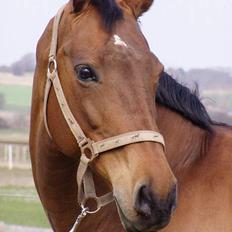Dansk Varmblod Møllens Lady Like