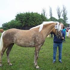 Tyroler Haflinger Helena 