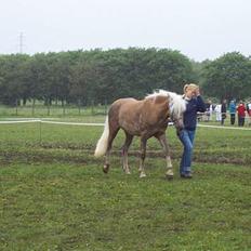 Tyroler Haflinger Helena 