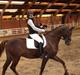 Trakehner Nevada 
