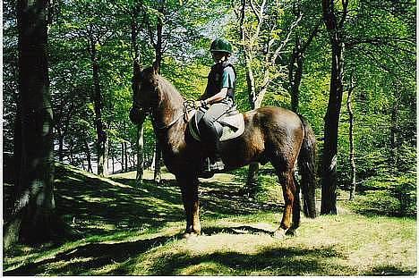 Anden særlig race Rosty Don - på skovtur billede 17