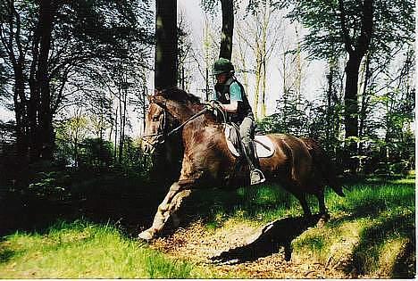 Anden særlig race Rosty Don - der var lige en grøft billede 18