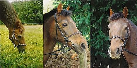 Anden særlig race Rosty Don - så fin billede 19