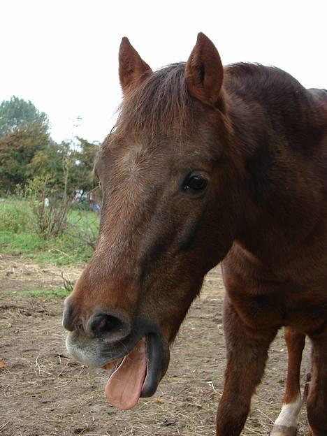 Anden særlig race Rosty Don - gamle rosty gaber :)  billede 20