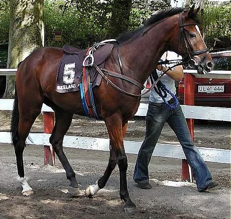 Fuldblod (XX) ~Bolsjoj~ billede 13