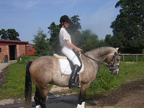 Hollandsk Sportspony Matsjo van't Spanenland (Solgt) billede 7