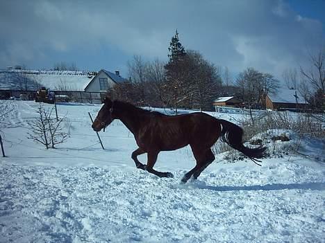 Fuldblod (XX) Aksaias (DØD) :( - Vinter sjov billede 4