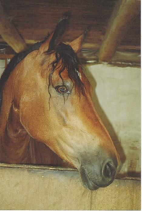 DSP Censor  † billede 2