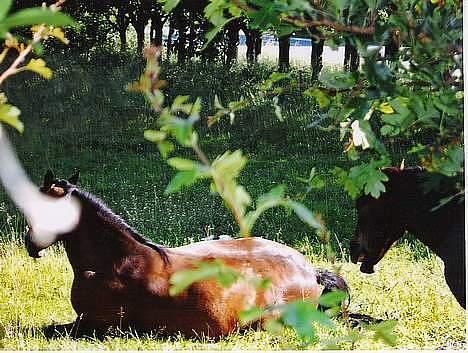 DSP Censor  † billede 4