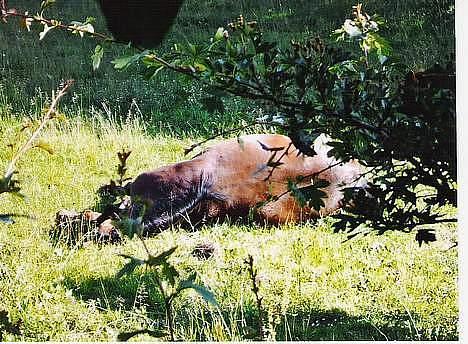 DSP Censor  † billede 5