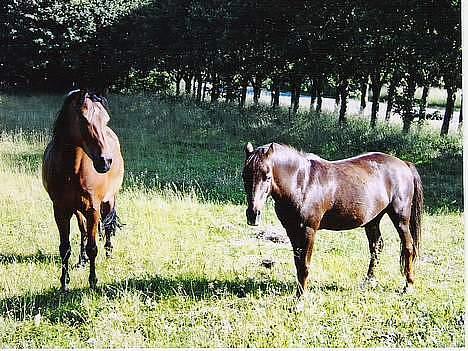 DSP Censor  † billede 6