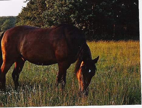 DSP Censor  † billede 7