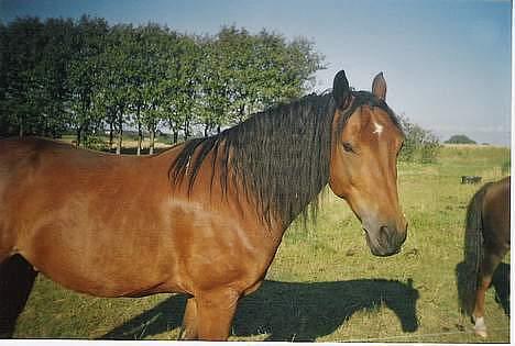 DSP Censor  † billede 9