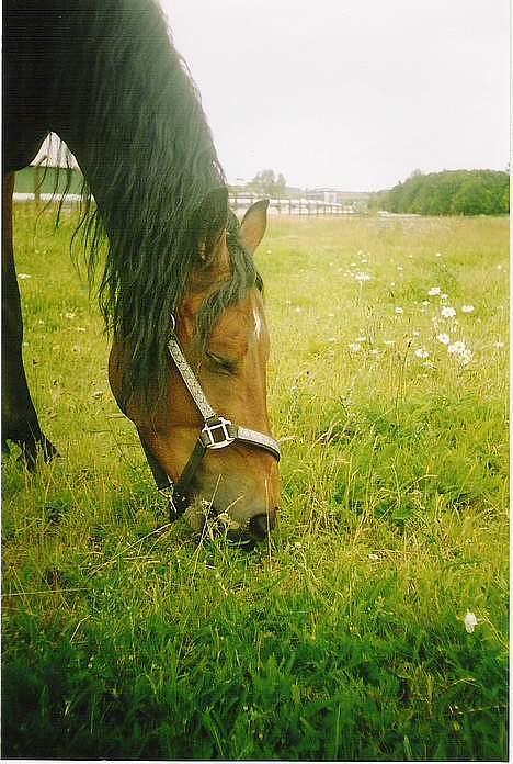 DSP Censor  † billede 10