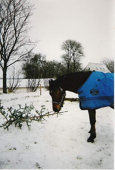 DSP Censor  † billede 11