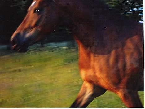 DSP Censor  † billede 17