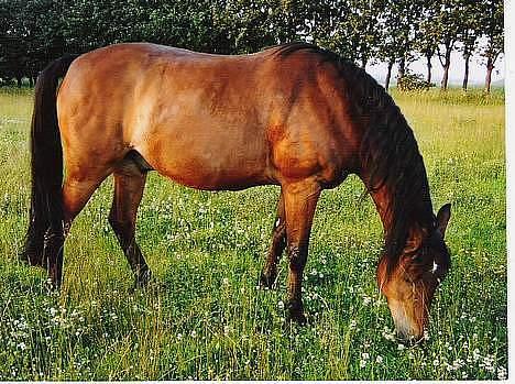 DSP Censor  † billede 18