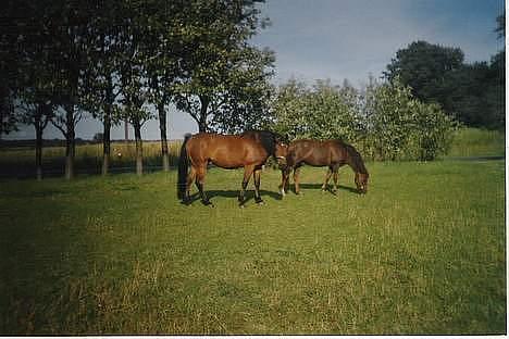 DSP Censor  † billede 20