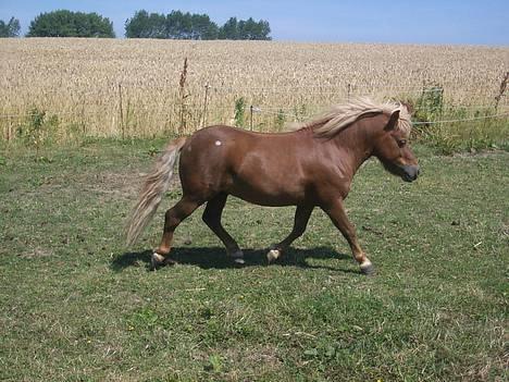 Shetlænder SOLBAKKENS MANDFRED  - lille hingstebasse.. :o) billede 14