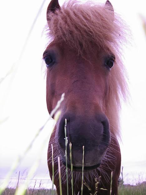 Shetlænder SOLBAKKENS MANDFRED  - hvor lækker en pony!! billede 16