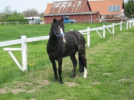 Dartmoor Akido af granlygård - Akido på den forkerte side af hegnet =) Heeh billede 1