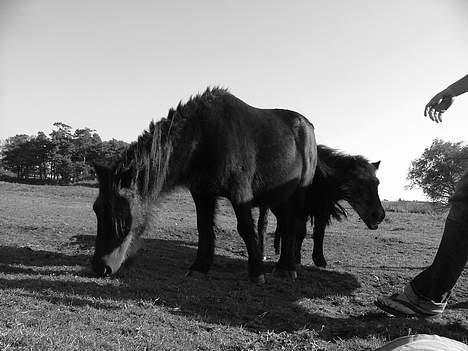 Shetlænder laban billede 1