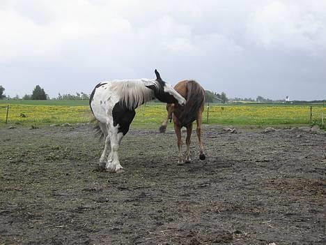 New Forest Walker - hey styr dig lige jeg er ikke en dame jeg leje det jo bare. hehe  billede 10