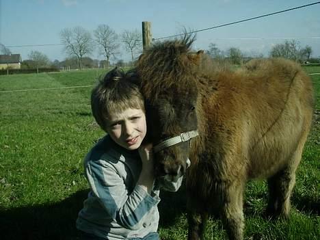 Shetlænder Lillegaard's Fugy billede 8
