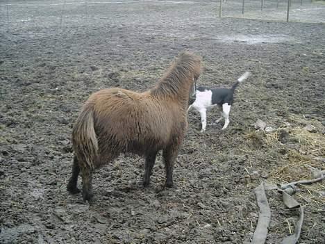 Shetlænder Lillegaard's Fugy billede 9