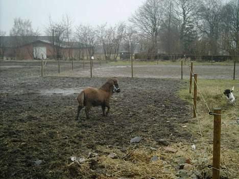 Shetlænder Lillegaard's Fugy billede 10