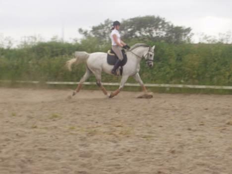 Dansk Varmblod La-Troya - solgt. - Dressur, 20.06.06. Trav, letridning. billede 10