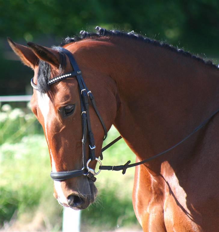 Oldenborg Fie <33 † - Fiesen <3 1/6 2008.  billede 1