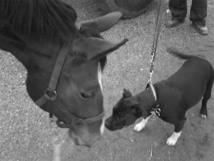 Oldenborg Fie <33 † - Fiesen og Chrille´s alt for søde hund :D <3 Onsdag d. 28 November . billede 5