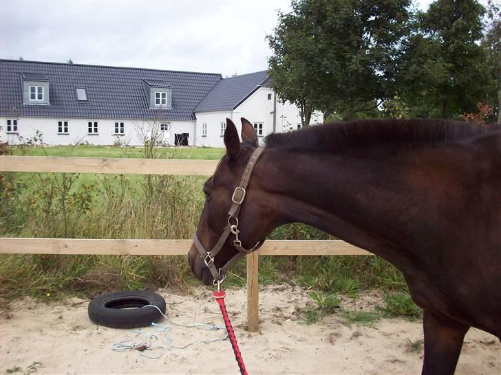 Traver hertug - her går jeg jo flot med pernille..det er siste dag jeg skal rides billede 1