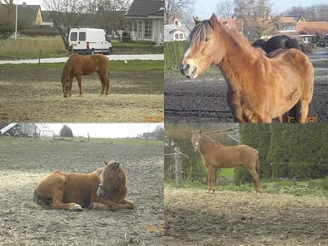 New Forest Walker - walker..  billede 11