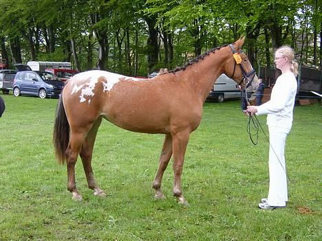 Knabstrupper Sanders Babe - Fjerritslev dyrskue 2006 billede 14