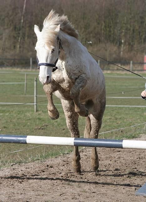 Appaloosa Coco billede 8