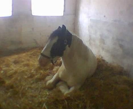 Irish Cob Lucky Luke - jeg sover ikke.... ;) billede 8