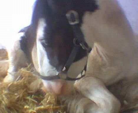 Irish Cob Lucky Luke - PUHHa JEG ER SØVNING, tager mig lige en lur. billede 15